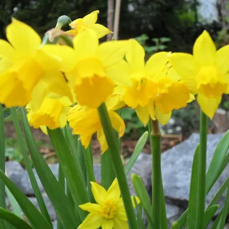 Apartament Im Rosental