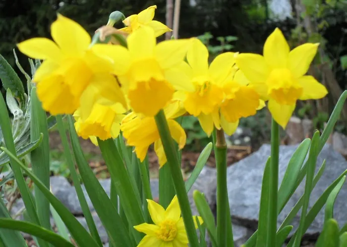 公寓 罗森塔尔公寓